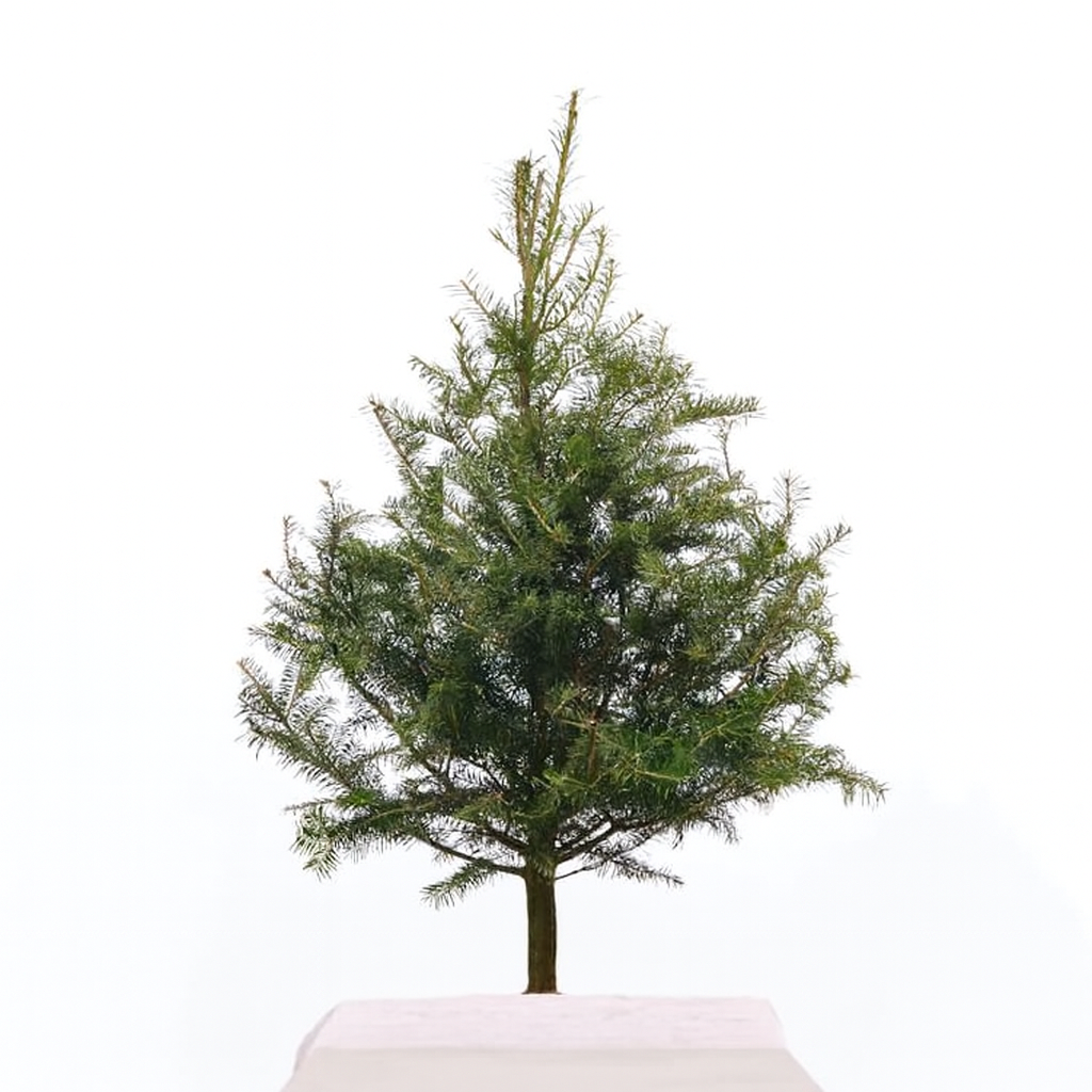Sapin miniature (3 pieds)