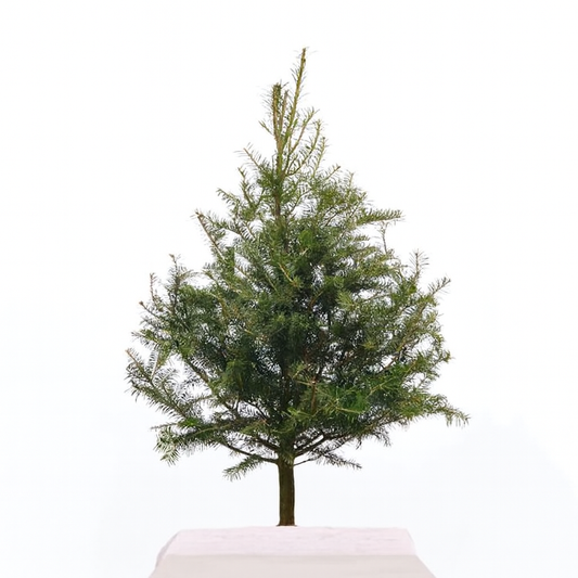 Sapin miniature (3 pieds)